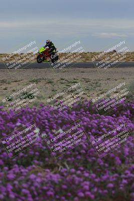 media/Jan-14-2023-SoCal Trackdays (Sat) [[497694156f]]/Turn 14 Exit Bloomig (145pm)/